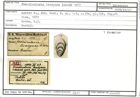 Karteikarte zum Holotyp von Frondicularia bradyana Karrer, 1877